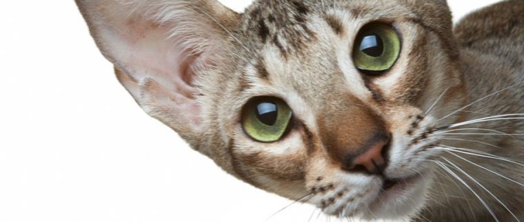 chat oriental shorthair